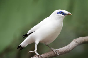 Bali Myna: A Rare Beauty