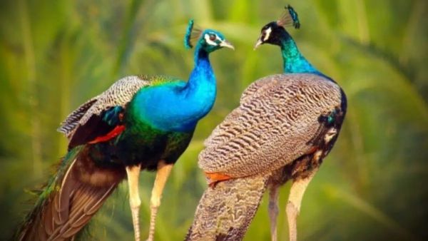 Putting a picture of peacock-moranee is very beautiful.