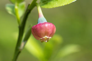 Bilberry Flower: Wild Beauty