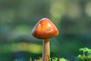 Royal Caesar Mushroom