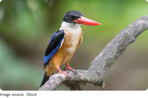 Climate Change and Birds