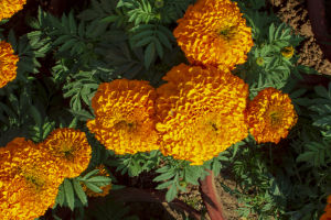 Repurpose Prayer Flowers
