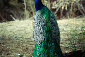 Indian Peacock
