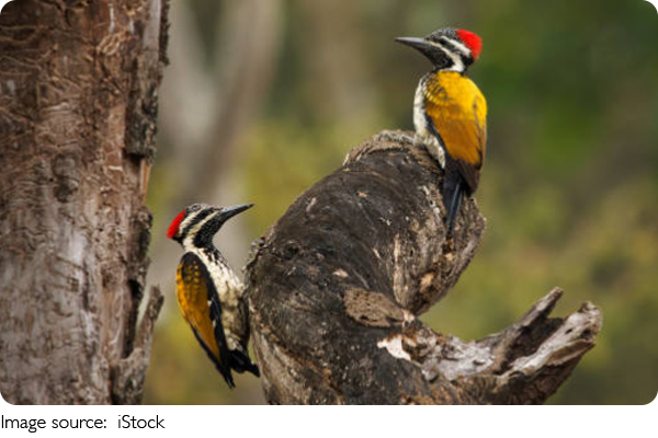 Инструменты природы