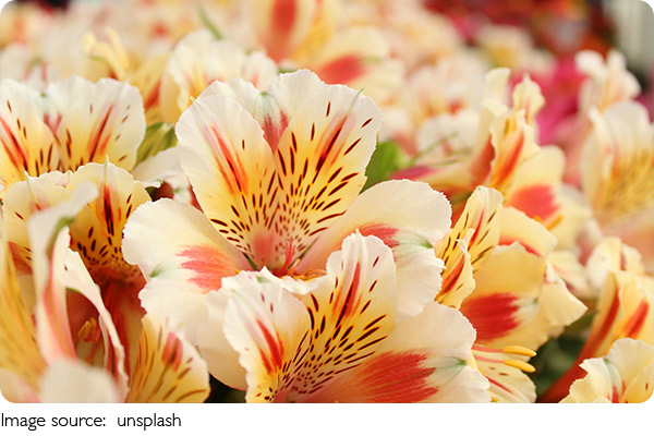 Oriental Lilies in Bloom