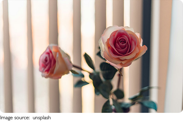 Rosas Versátiles
