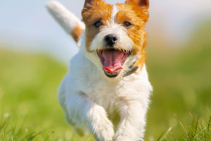Pets & Your Well-Being