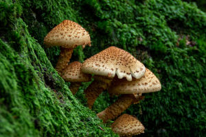 Poisonous Mushrooms