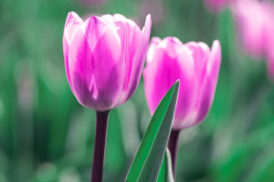 Tulips and Their Meanings
