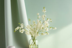 Caring for Baby's-breath