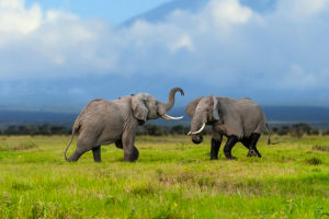 Animal Extinction: Elephants