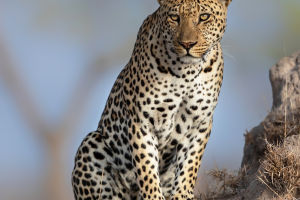 Leopard: Stealth Master