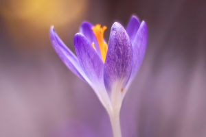 Crocus: Nature’s Healer