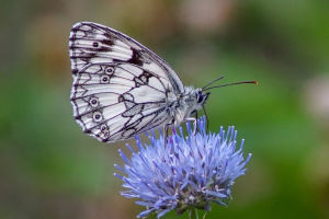 Butterflies: Art in Flight