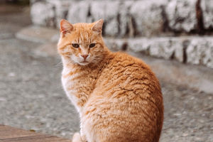 Perfect Cat Environment