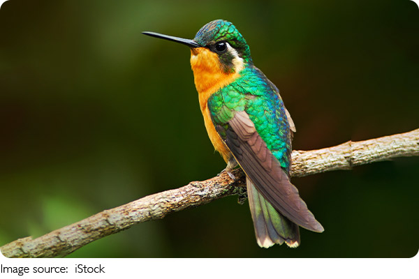 Hummingbird’s Unique Life