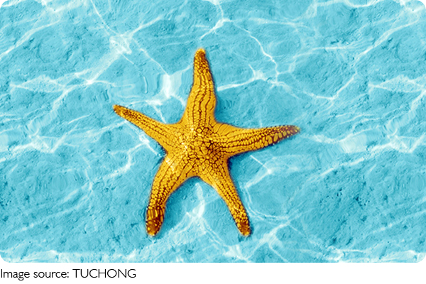 Estrelas-do-mar