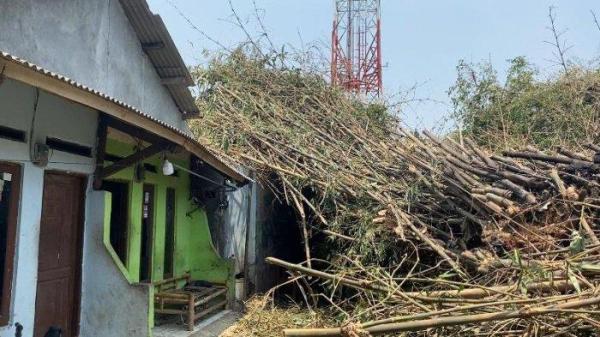 Rumah warga Kampung Babakan, Desa Tari Kolot, Kecamatan Citereup, Kabupaten Bogor tertimpa rumpun bambu, Selasa (29/10/2024).