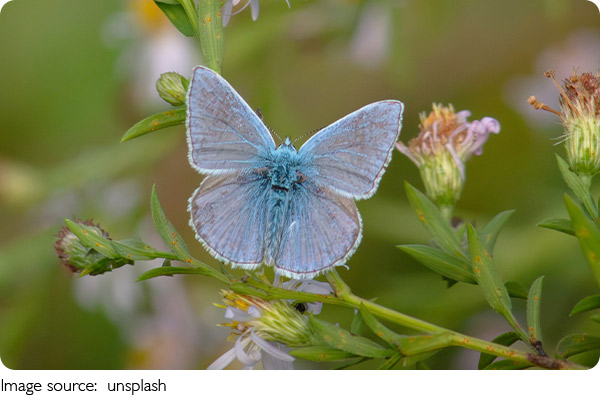 Comunicarea insectelor