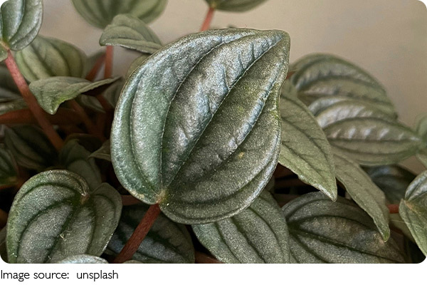 Plantas sensíveis