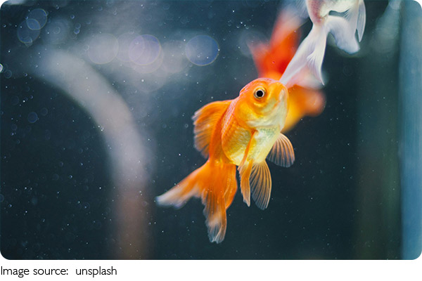 Tropical Fish Tank Harmony