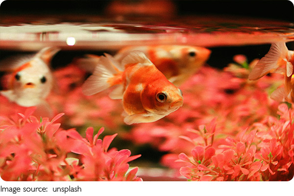 Best Fish for Beginners