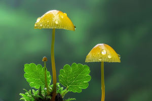 Dangerous Wild Mushrooms