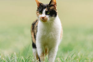 Understanding Cats