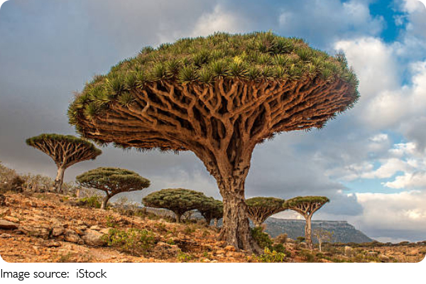Un arbre qui saigne