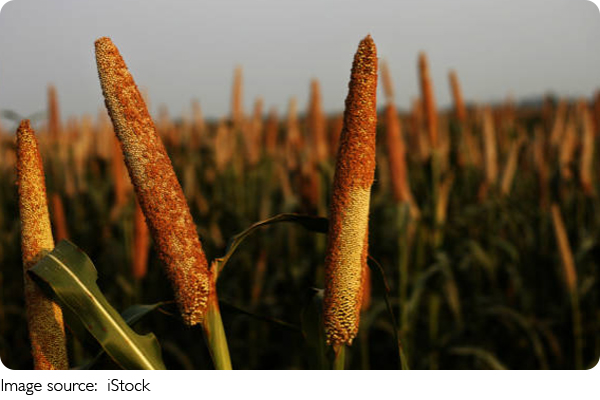 Nutrient-Rich Millets
