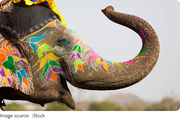 Elephant Mourning Secrets