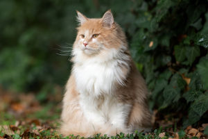 Understanding Cat Kneading
