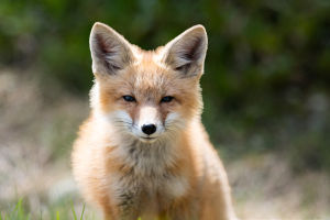 Secrets of the Red Fox