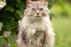 Why Cats Make the Best Pets