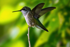Secret World of Hummingbirds