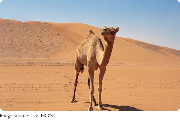 Lạc đà sống sót thế nào?