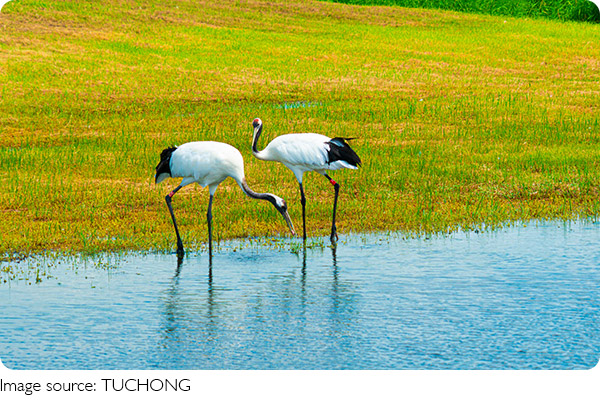 Tanchozuru Feeding Habits