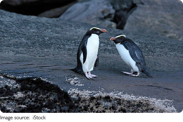Faszination Pinguine