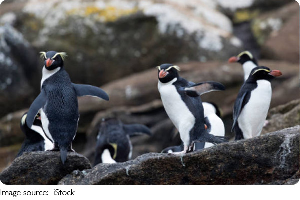 Cách Chim Cánh Cụt Giữ Ấm