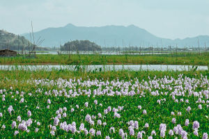 A Jewel of Northeast India