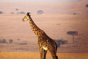 Giraffe Facts Unveiled