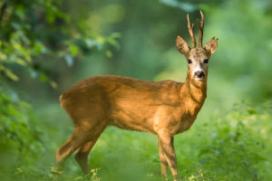 Roe Deer Lifespan