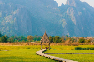 Rice in Laos