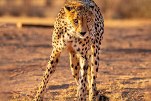 Cheetah’s Speed Mastery