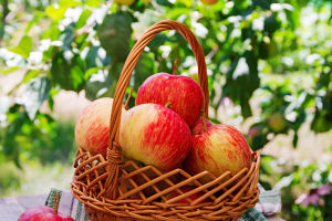 The Many Faces of Apples