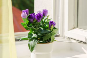 A Hidden Gem for Your Garden