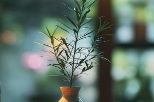 Plants Purify Air