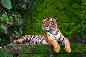 Legends of the Wild