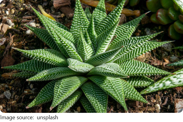 Plantas sempre perfeitas