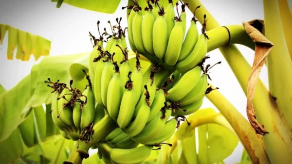 Amazing Health Benefits Of Raw Banana